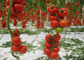 QUALITY AND GUARANTEE: THIS IS WHAT YOU GET WITH SOUTHERN SEED PRODUCTS