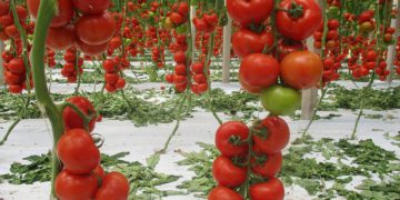 QUALITY AND GUARANTEE: THIS IS WHAT YOU GET WITH SOUTHERN SEED PRODUCTS