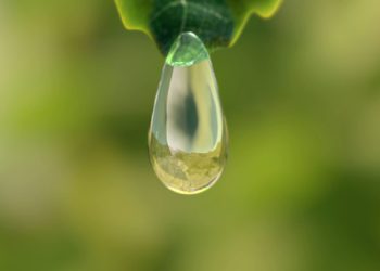 “Designed to grow” – Grodan launches new branding initiative to focus public and policymaking attention on sustainable, soilless growing to feed and treat the world’s expanding population