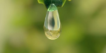 “Designed to grow” – Grodan launches new branding initiative to focus public and policymaking attention on sustainable, soilless growing to feed and treat the world’s expanding population