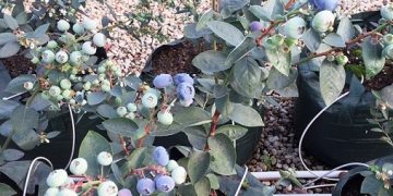 GrowinBag™ Cultivating Blueberries: A Modern Approach to Bountiful Harvests