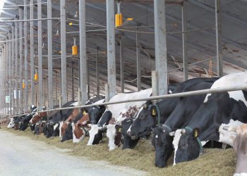 HVLS FANS FOR ANIMAL COMFORT