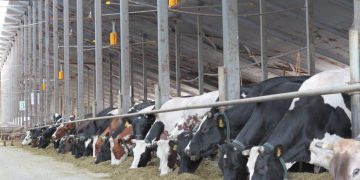 HVLS FANS FOR ANIMAL COMFORT