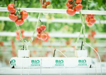 Biogrow: “Substrates created by growers for growers”