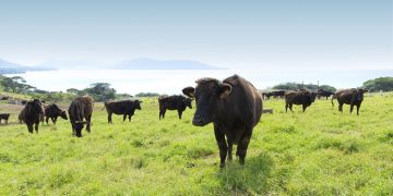 Taste the Difference: Authentic Japanese WAGYU – Gulfood Hall 3 E3-20