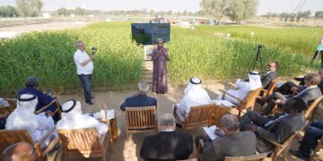 ICBA Launches Millet Demo Farm on COP28 Sidelines
