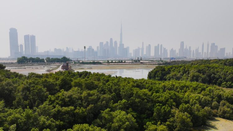 Dubai Municipality achieves a new record in tree planting in Dubai during 2023