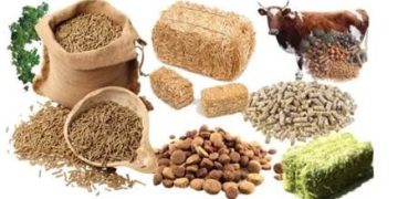 Animal Feed Probiotics is forecasted to expand at a CAGR of 6.6% from 2024 to 2034, Fact.MR