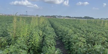Ag-tech Start-Up WeedOUT Raises USD8.1 Million to Fight Weed Resistance