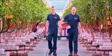 Philips LED toplighting + interlighting system replaces hybrid system at Jami Tomatoes BV