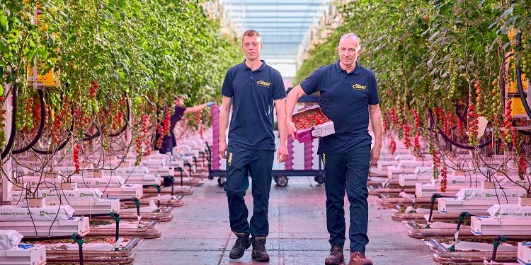 Philips LED toplighting + interlighting system replaces hybrid system at Jami Tomatoes BV