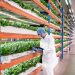 Emirates Flight Catering fully acquires Bustanica, the world’s largest indoor vertical farm