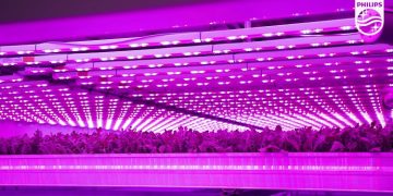 GrowUp: Serving the UK the best in fresh food