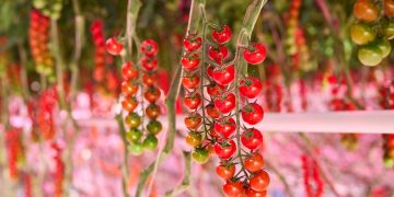 Trial Grodan and Philips Full LED shows high level quality tomato production with up to 40% heat input reduction