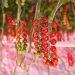 Trial Grodan and Philips Full LED shows high level quality tomato production with up to 40% heat input reduction