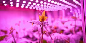 Signify foresees a bright future for vertical farming, driven by automation and diversification