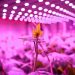 Signify foresees a bright future for vertical farming, driven by automation and diversification