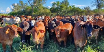 Strong Recovery On Radar For Livestock’ In Paraguay As Beef Exports Increase In 2024