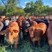 Strong Recovery On Radar For Livestock’ In Paraguay As Beef Exports Increase In 2024