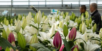 Zabo Plant stages the opening of Dutch Lily Days 2024