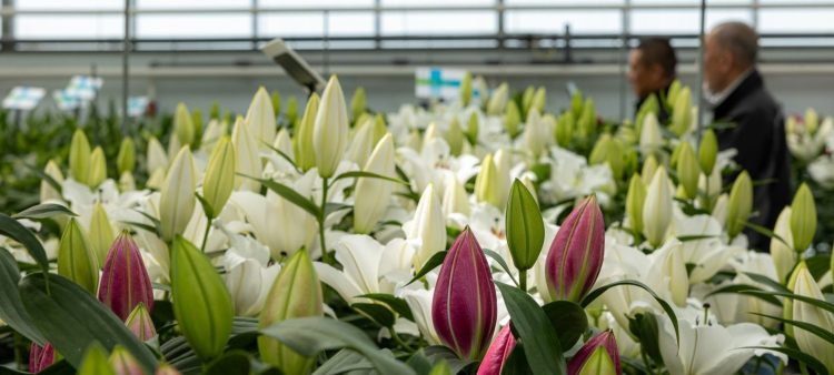 Zabo Plant stages the opening of Dutch Lily Days 2024