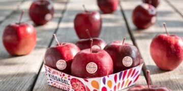 Kissabel® Apples, A Season Of Growth For The Southern Hemisphere