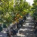 Harnessing Productivity and Quality: The Art of Growing Citrus Fruit in Grow Bags
