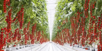 Rooted in Excellence: Marisha Coco’s Path to Hydroponic Success