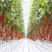Rooted in Excellence: Marisha Coco’s Path to Hydroponic Success