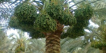 D.P.D. Ltd Revolutionizes Date Palm Production with Advanced Biotechnologyand Global Reach