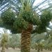 D.P.D. Ltd Revolutionizes Date Palm Production with Advanced Biotechnologyand Global Reach