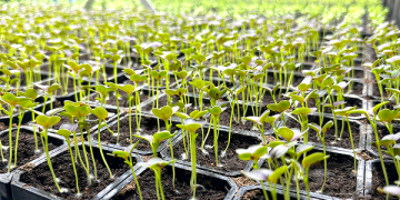 Bloemteknik and Ecopromt Join Forces to Deliver Customised Lighting Solutions for Vertical Farm Operators.