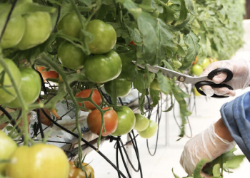 Abu Dhabi Agriculture and Food Safety Authority enhancing food security through food and fodder sampling resolution