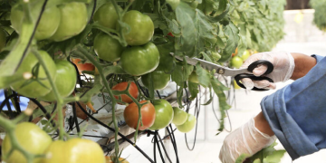 Abu Dhabi Agriculture and Food Safety Authority enhancing food security through food and fodder sampling resolution