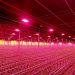 Integration of Philips GrowWise control system with climate computer allows Huisman Chrysanten to light more effectively and efficiently