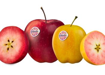 Kissabel® Is Back In The Northern Hemisphere,   With A Focus On The Consumer