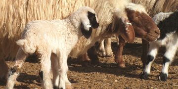 Shearwell Data – Celebrating more than 30 years