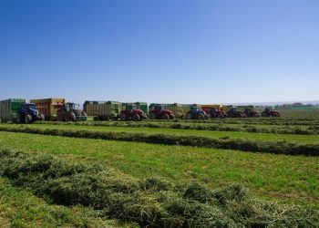 Healthy Forage With Maximum 12% Moisture