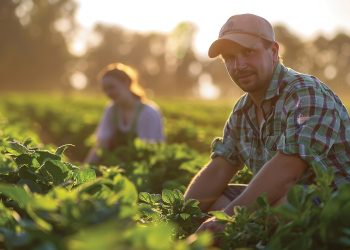 Huber AgroSolutions: Your Partner for Sustainable Agricultural Growth