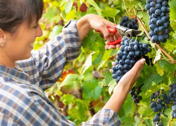 Syensqo launches AgRHEA® LifeXtend Plus to raise the bar in biological formulations