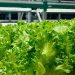 Greeneration Expands Operations with New Vertical Farm in Dubai