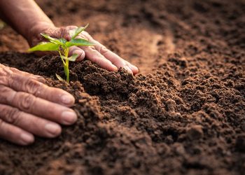 Symrise implements regenerative agriculture projects to support sustainable goals’ achievements