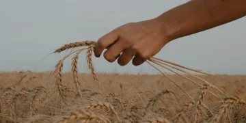 Eurasco: Leading the Future of Agricultural Trade Shows Across Europe