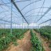 Sabic Teams Up With Iyris And Napco To Create High-Tech Durable Greenhouse Roofing Solution Using Trucircle™ Polyethylene For Saudi Food Production Initiative