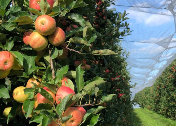 European apples remain a favourite among Middle Eastern consumers