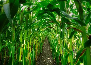 Seeding Solutions Grant Helps Develop Corn Resistant to Fungal Disease