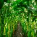 Seeding Solutions Grant Helps Develop Corn Resistant to Fungal Disease