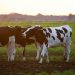 Almarai expands into food sectors beyond dairy