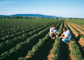 Bayer and Ecospray Reach Distribution Agreement for New Garlic-Sourced Biological Crop Protection Product