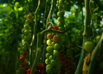 Source.ag Expands Its Partner Network, Joins Forces with Sigrow